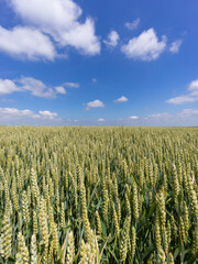 Getreideanbau - grüne Weizenähren bis zum Horizont, Symbolfoto im Hochformat.
