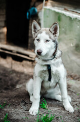 Siberian Hasky sitting on the floor,in the background are grass