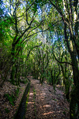 Madeira - Levada dos Cedros