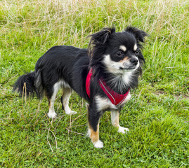 Chihuahua puppy standing in a field wearing a red harness