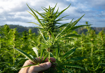 Legalisierung von Cannabis, Hanfpflanzen auf deutschen Feldern - Symbolfoto. - obrazy, fototapety, plakaty