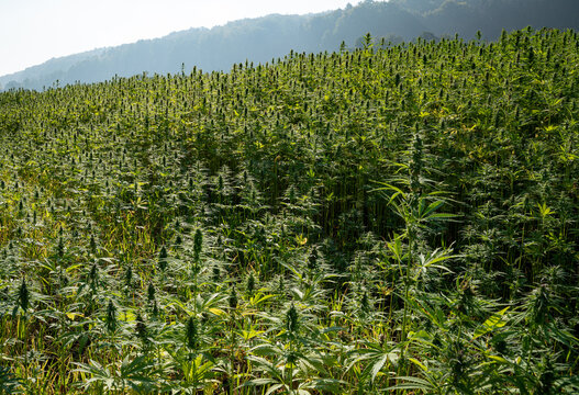 Legalisierung von Cannabis, Hanfpflanzen auf deutschen Feldern - Symbolfoto.