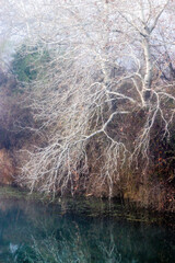 trees by a river, in the fog