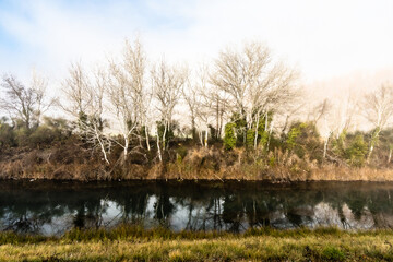 trees by a river, in the fog