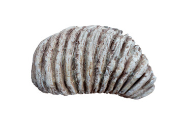 Elephant jaw bone fossil isolated on white background.