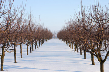Rows of apple trees in the garden in winter are covered with snow. Sunlight sparkles on white snow.