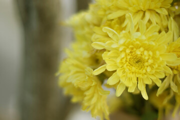 Beautiful yellow flowers isolated blur background,Portrait.