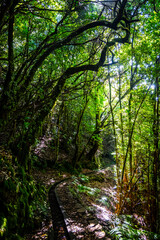 Madeira - Levada dos Cedros