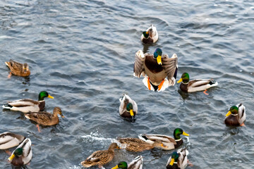 duck swim randomly in the water. Ducks on a lake