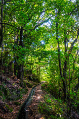 Madeira - Levada dos Cedros