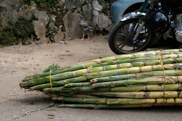 bamboo on the ground
