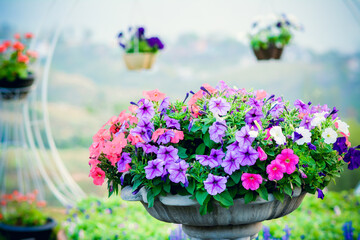 Fototapeta na wymiar flowers in pots