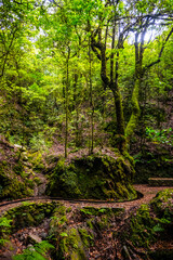 Fototapeta premium Madeira - Levada dos Cedros