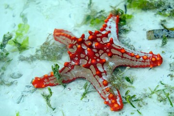 red star fish
