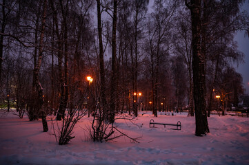 lantern night snow tree