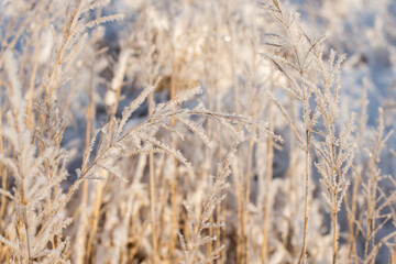 Winter landscape with blades of grass covered with frost. Frosty nature background