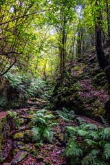 Madeira - Levada dos Cedros