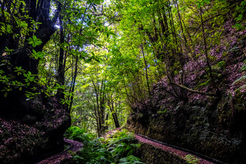 Fototapeta premium Madeira - Levada dos Cedros