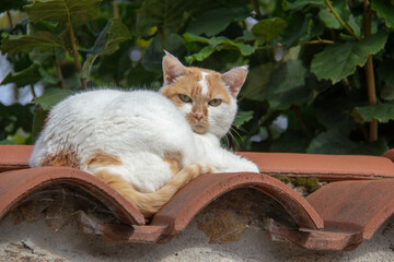 Chat sur un toit
