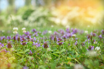 Green lawn with blooming purple clover flowers. Spring. Blossom
