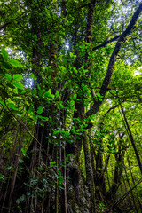 Obraz premium Madeira - Levada dos Cedros