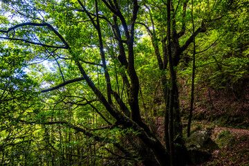 Fototapeta premium Madeira - Levada dos Cedros