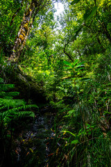 Fototapeta premium Madeira - Levada dos Cedros