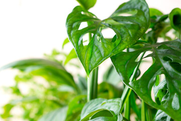 Monstera Monkey Mask houseplant growing under the sunlight on the windowsill. Close-up © kcuxen