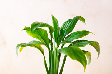 Spathiphyllum or Peace Lily houseplant leaves against the light wall
