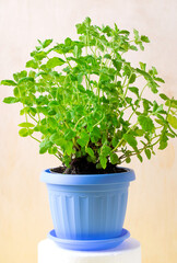 Fototapeta na wymiar Mint plant in the flower pot at home. Growing aromatic herbs indoors