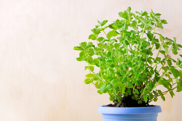 Mint plant in the flower pot at home. Growing aromatic herbs indoors. Natural light is coming through the window. Copy space © kcuxen