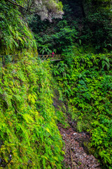 Madeira - Levada dos Cedros