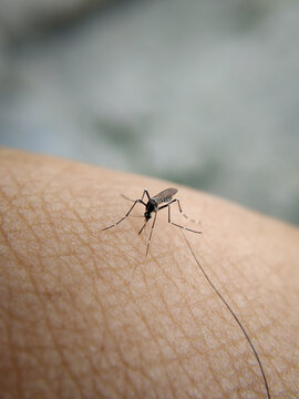 Picture of mosquito biting on skin with selective focus on mosquito