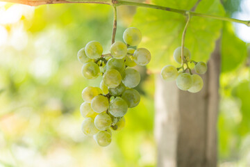 Ripe white grapes close-up harvesting. Plant. Fruit growing. Copy space