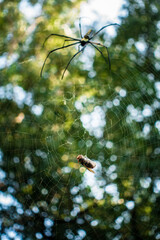 A close up shot of golden orb weaver spider approaching a bee stuck on its web. Nephila pilipes...
