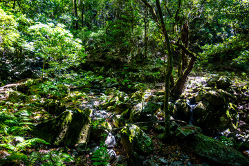 Fototapeta premium Madeira - Levada dos Cedros