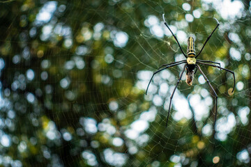 A close up shot of golden orb weaver spider eating a bee stuck on its web. Nephila pilipes...