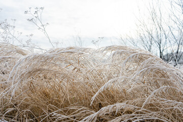 frozen field close up