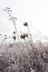 frozen field close up