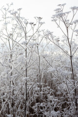 frozen meadow