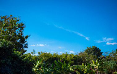 Fototapeta premium Garden area Agriculture Trees for various kinds of fruits on a clear day There are a few white clouds. In the daytime the sky is bright blue.