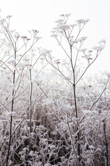 frozen meadow