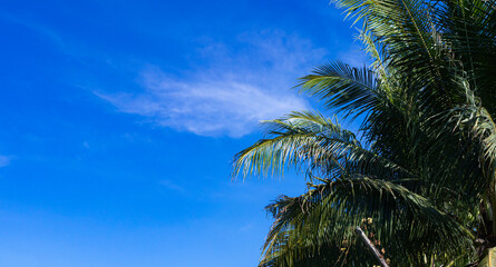 Fototapeta na wymiar Leaves of coconut trees, outdoors, bright sky, little white clouds as background.