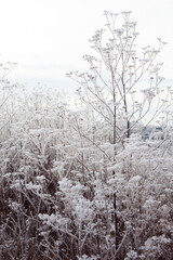 Fototapeta premium frozen nature
