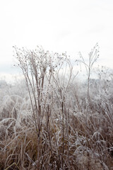 frozen meadow natural colors