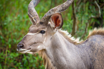 Greater kudu or kodoo (Tragelaphus strepsiceros) male. Mpumalanga. South Africa.