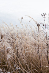 Obraz premium frozen meadow natural colors