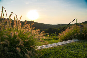 Backlight and long grass in yellowish sunset scene