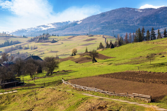 rural landscape with arable crop field in spring. beautiful sunny morning in carpathian mountains. grass on the hill and snow capped peak, village in the valley