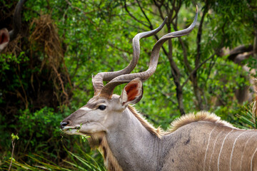 Greater kudu or kodoo (Tragelaphus strepsiceros) male. Mpumalanga. South Africa.